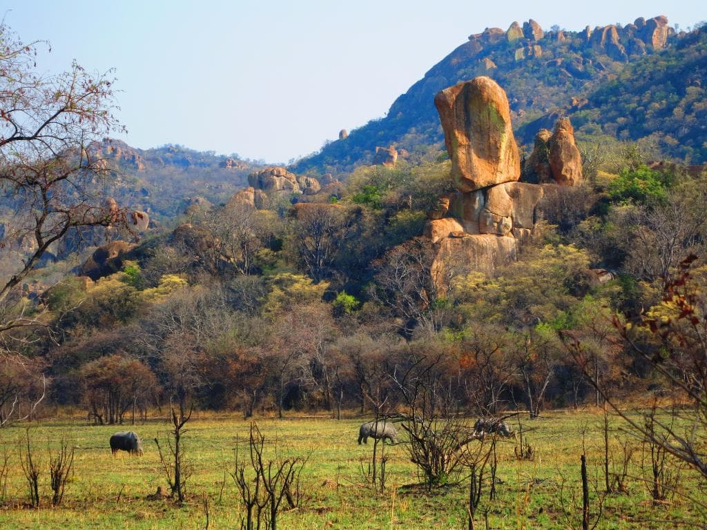 3 white rhinos