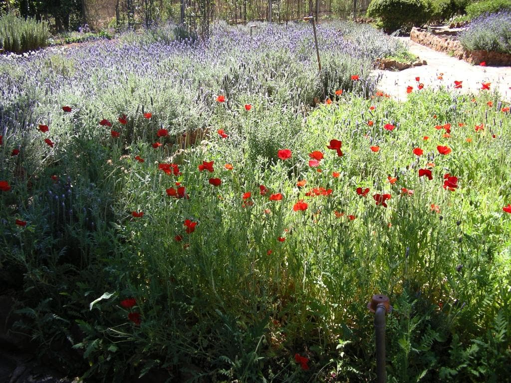 Gorgeous flowers