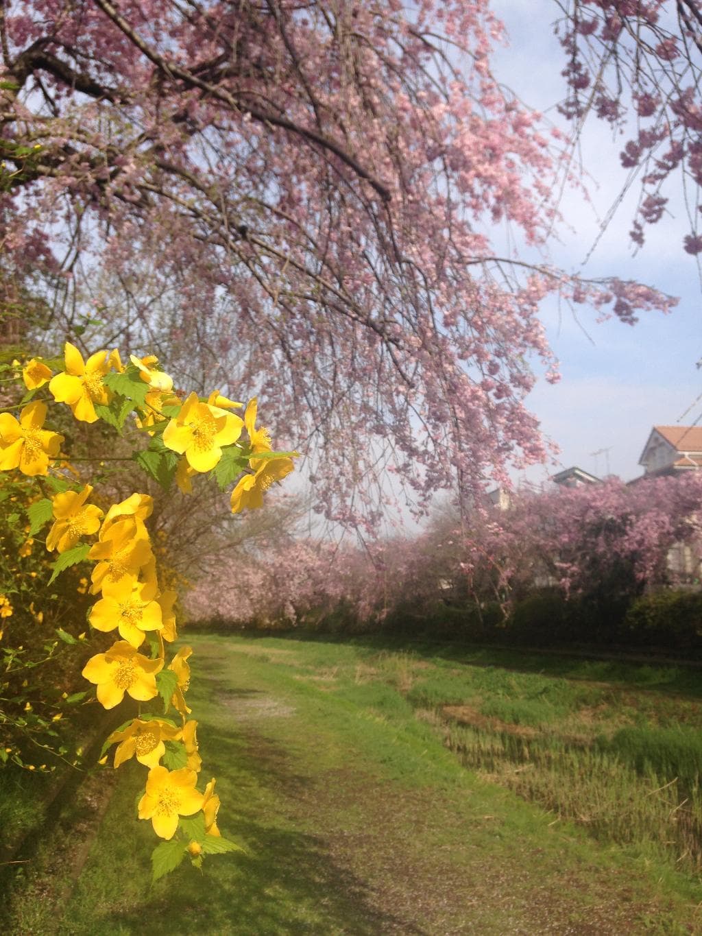 Musashino Park