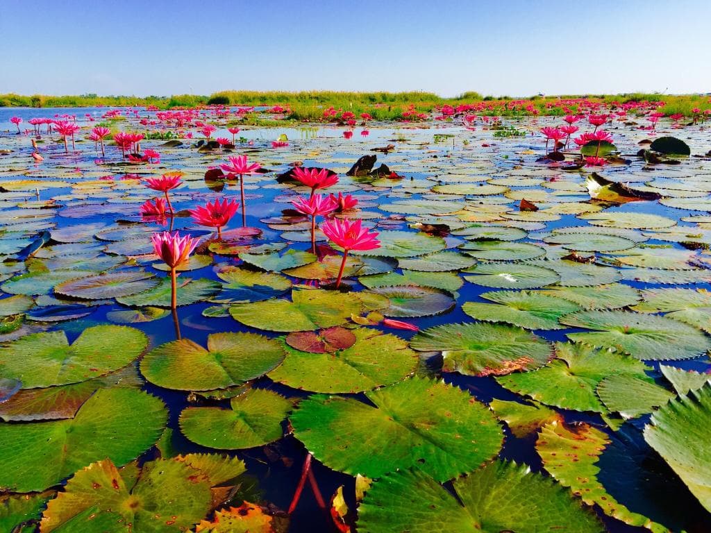 Red Lotus Sea Nong Han Kumphawapi