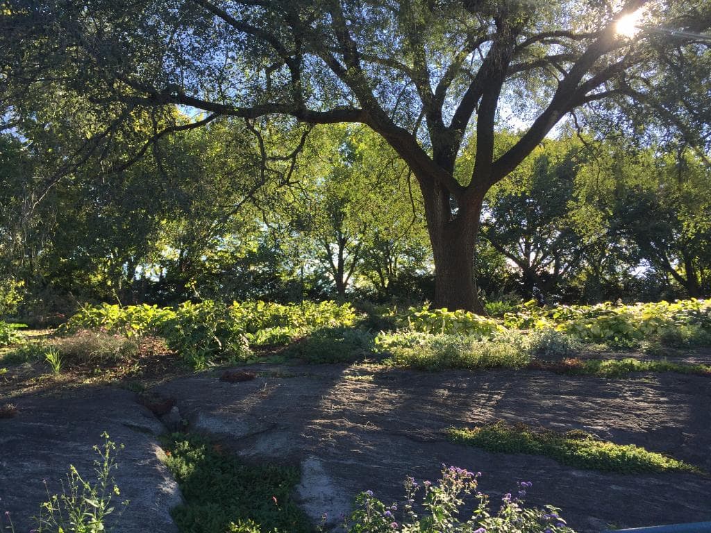 Fort Tryon Park in the early autumn