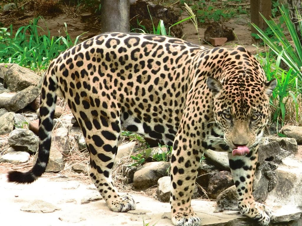 Zoológico Municipal Montes Claros