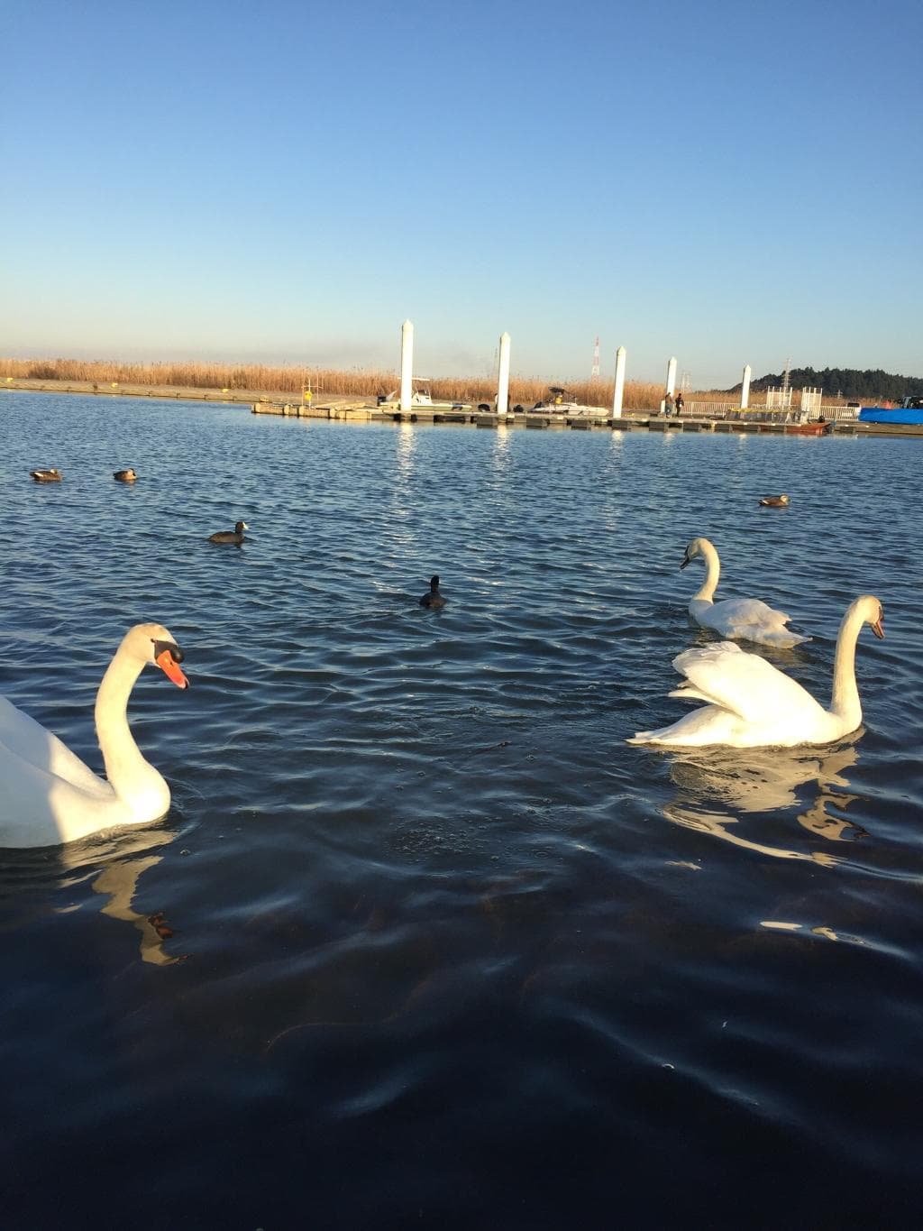 Tone River Riverside Sawara