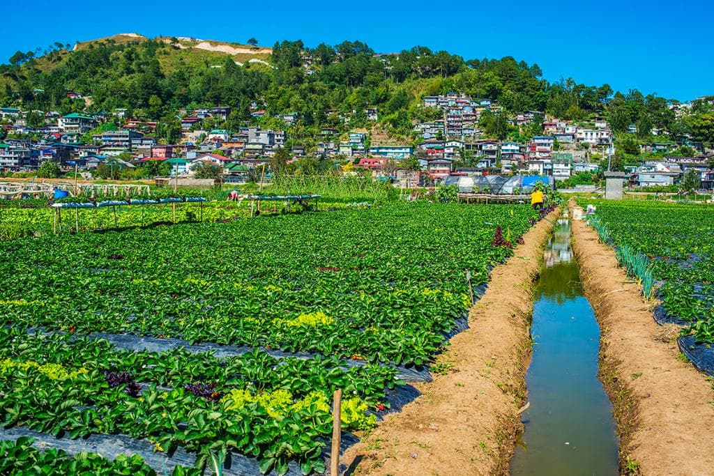 Strawberry farm