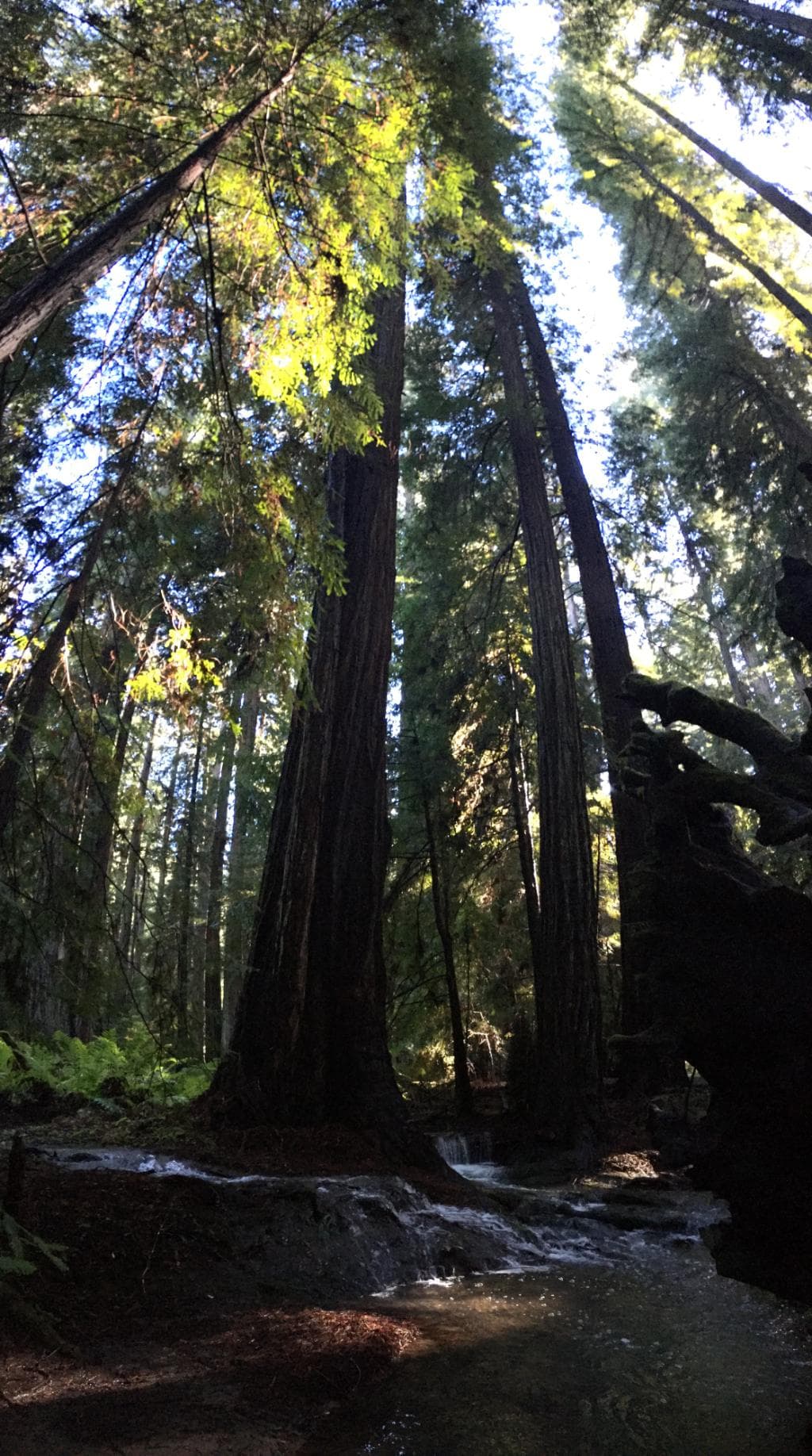 gorgeous redwoods surround you at the springs