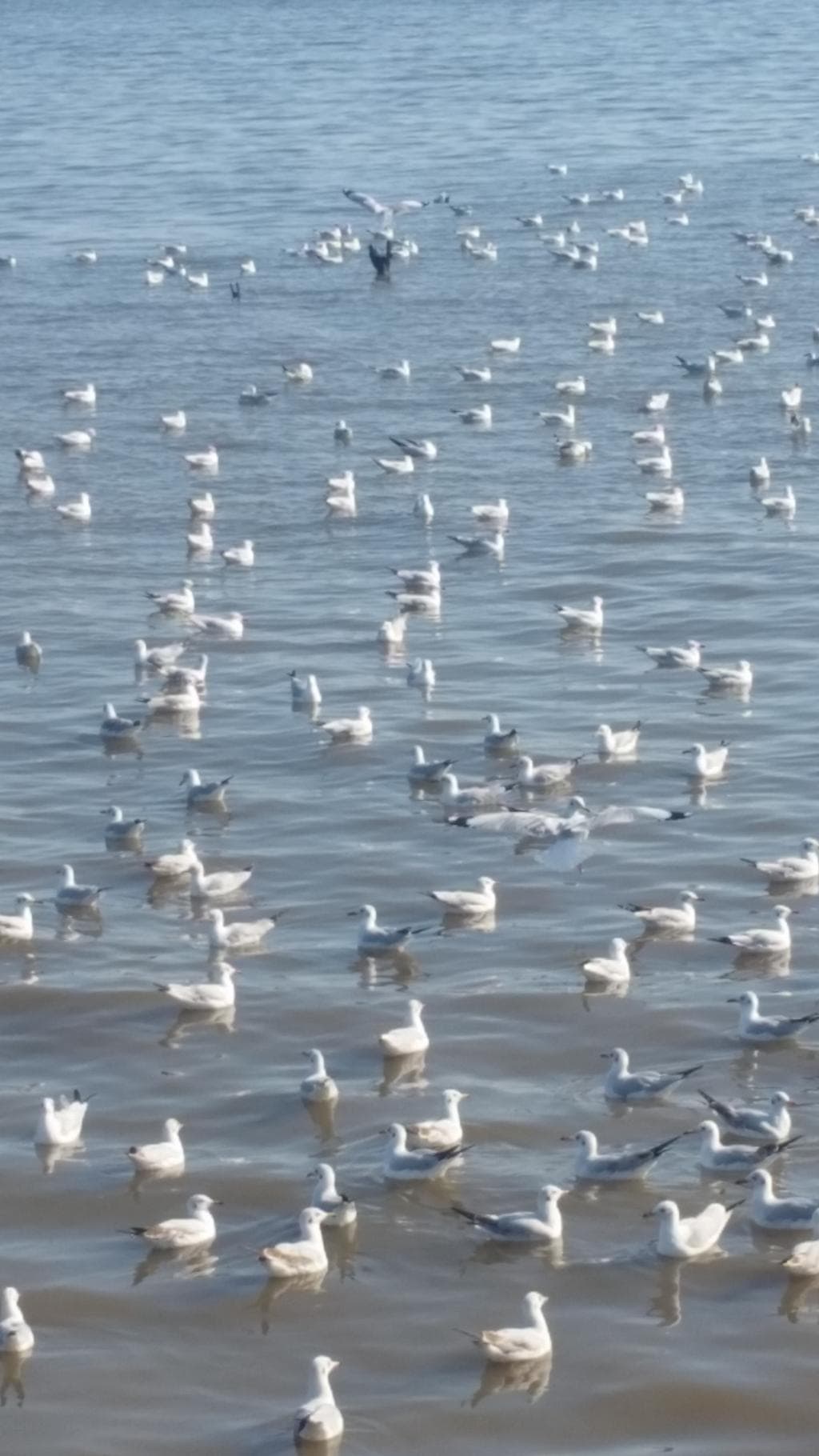 นกนางนวลออกโชว์ตัว