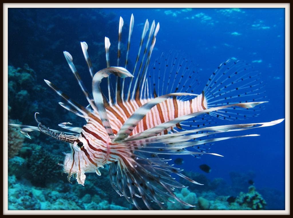 Lion fish species