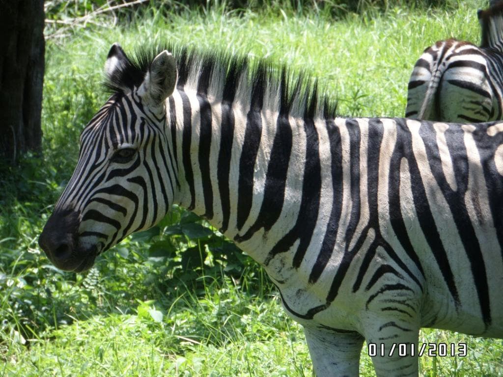 Kenneth Stainbank Nature Reserve Durban