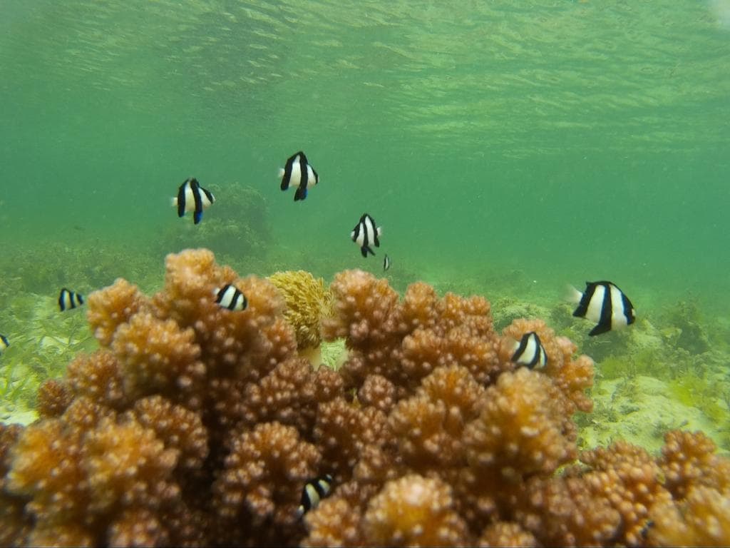 Tubod Marine Sanctuary San Juan Siquijor