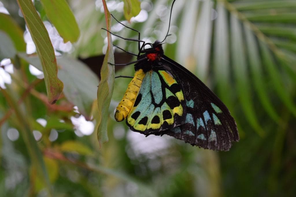 Butterfly World