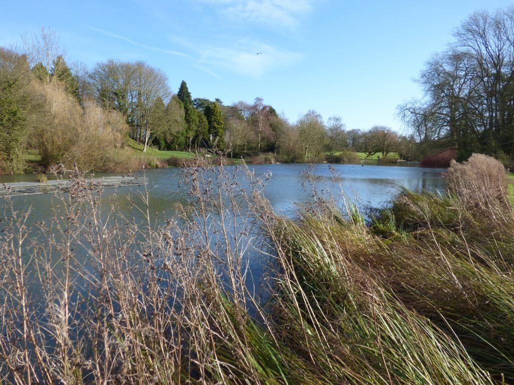 Lake view