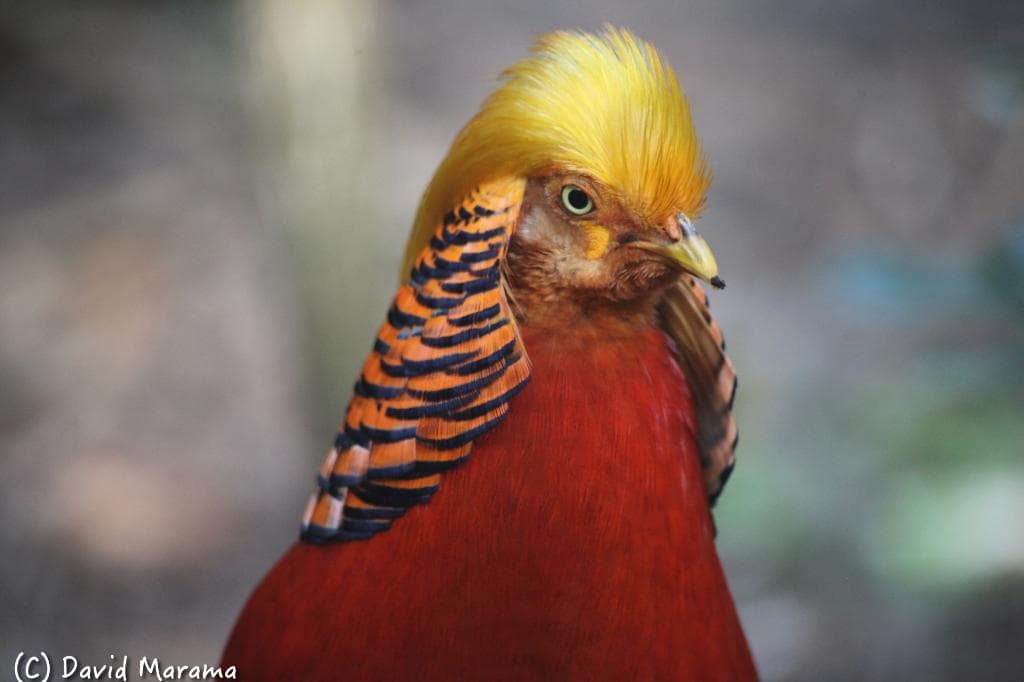A shot I took at the Melbourne Zoo of this beautiful bird a while ago.