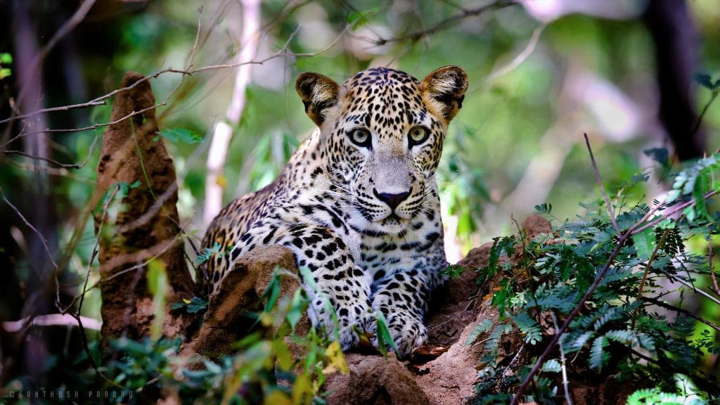 Leopard at Kumana