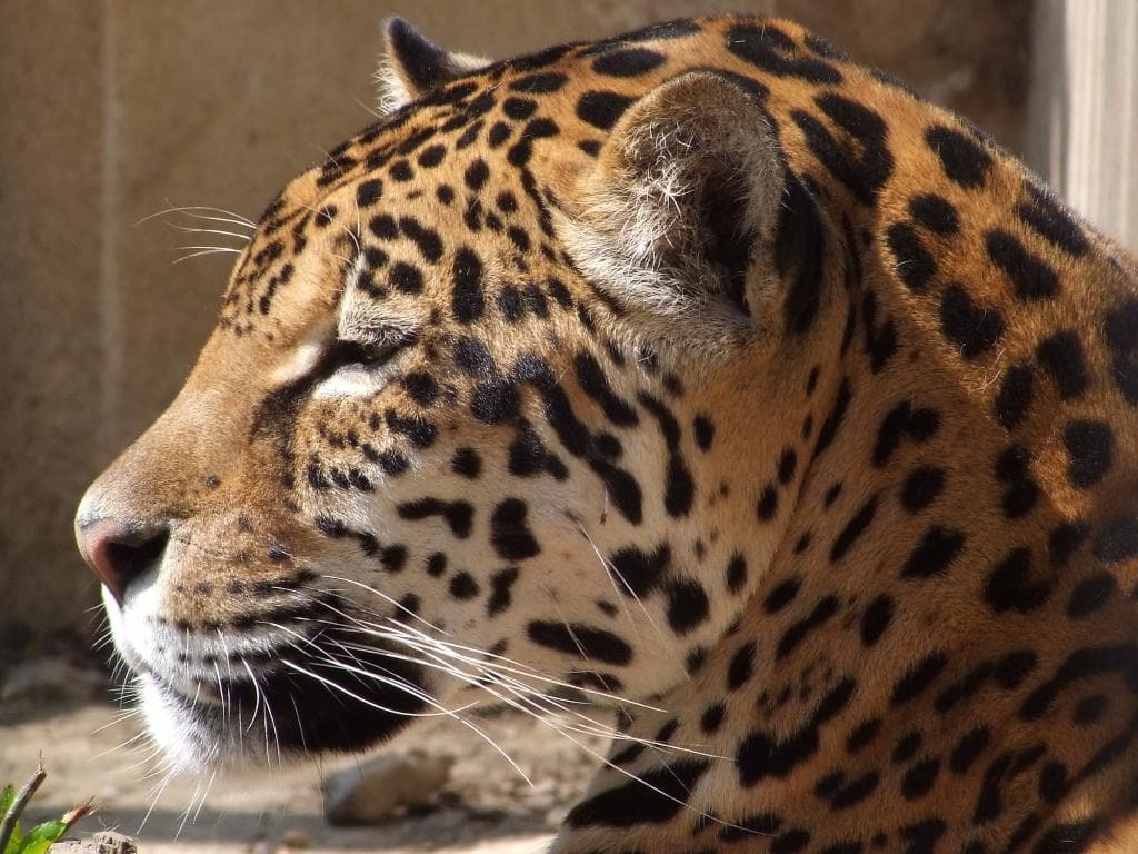 baku zoo