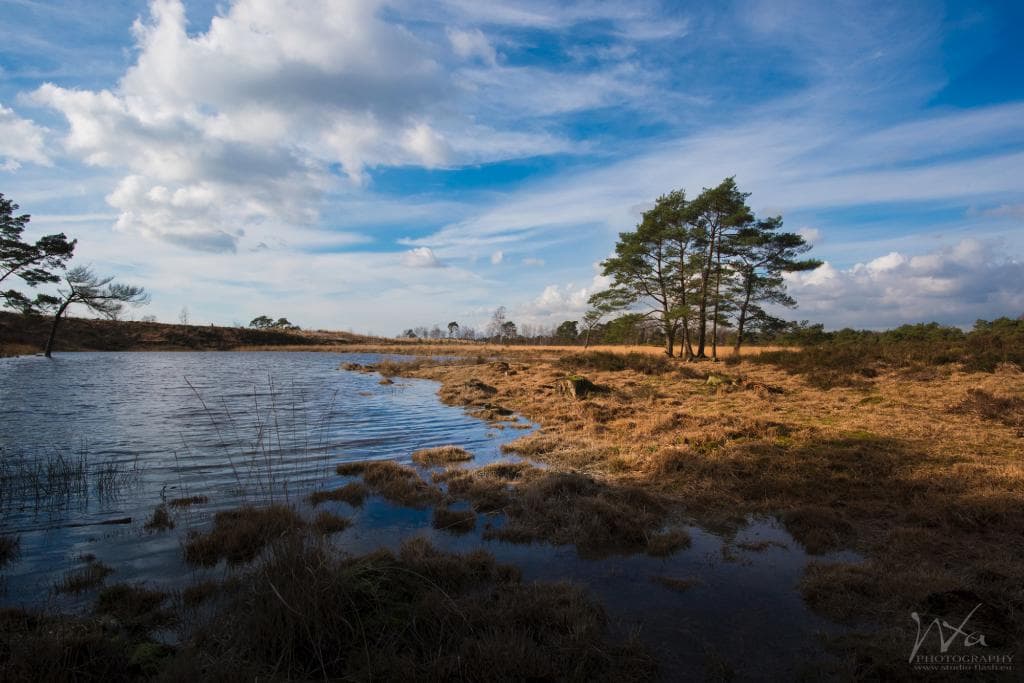 Paysage de Kalmthout Heide