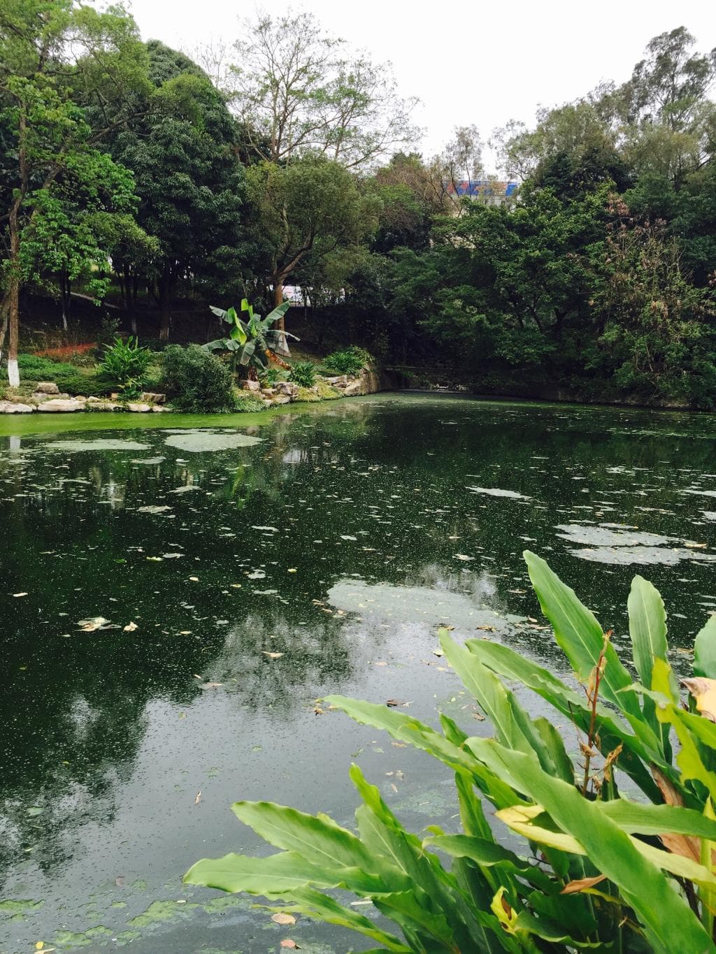 more than 4,000 different kinds of medical herbs are in this garden.