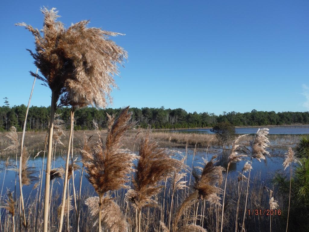 Marsh Grasses