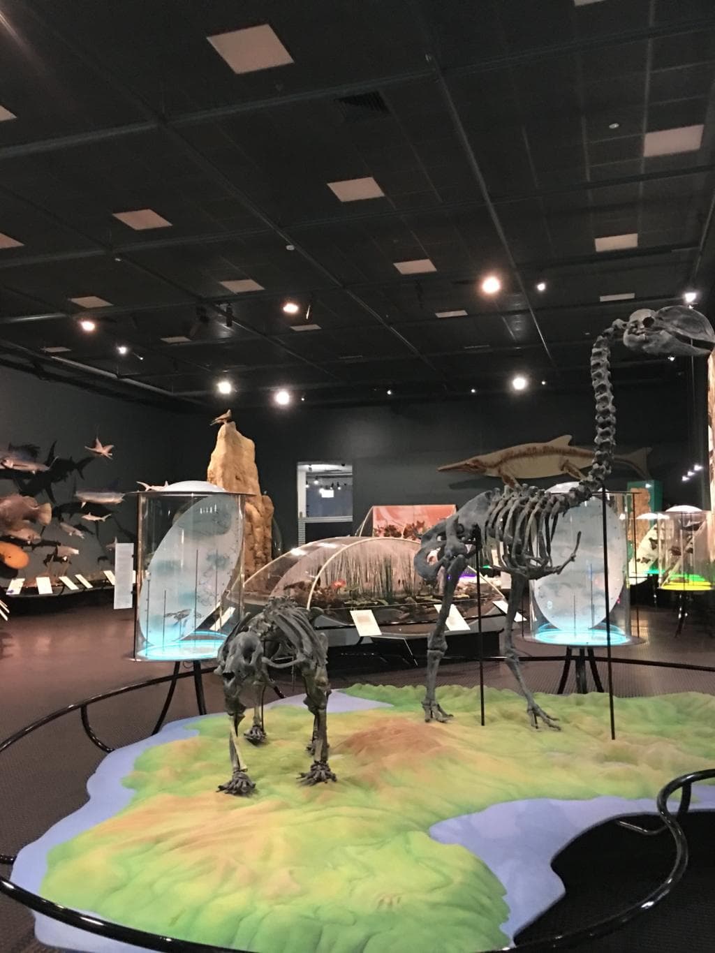 Museum and Art Gallery of the Northern Territory (MAGNT)