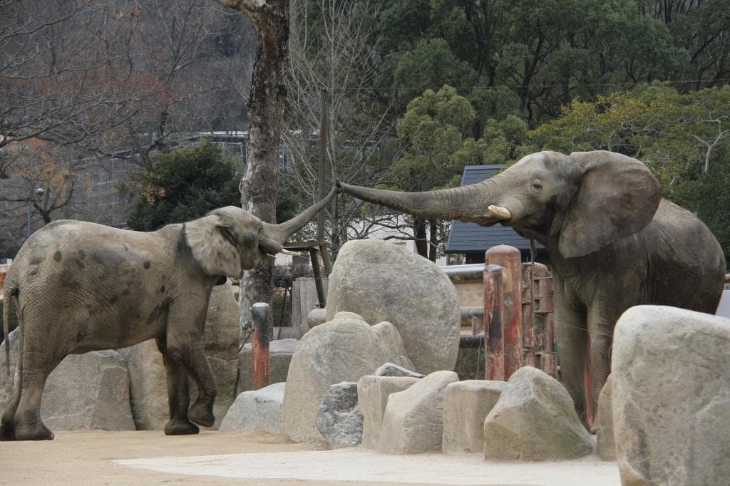 Hiroshima City Asa Zoological Park