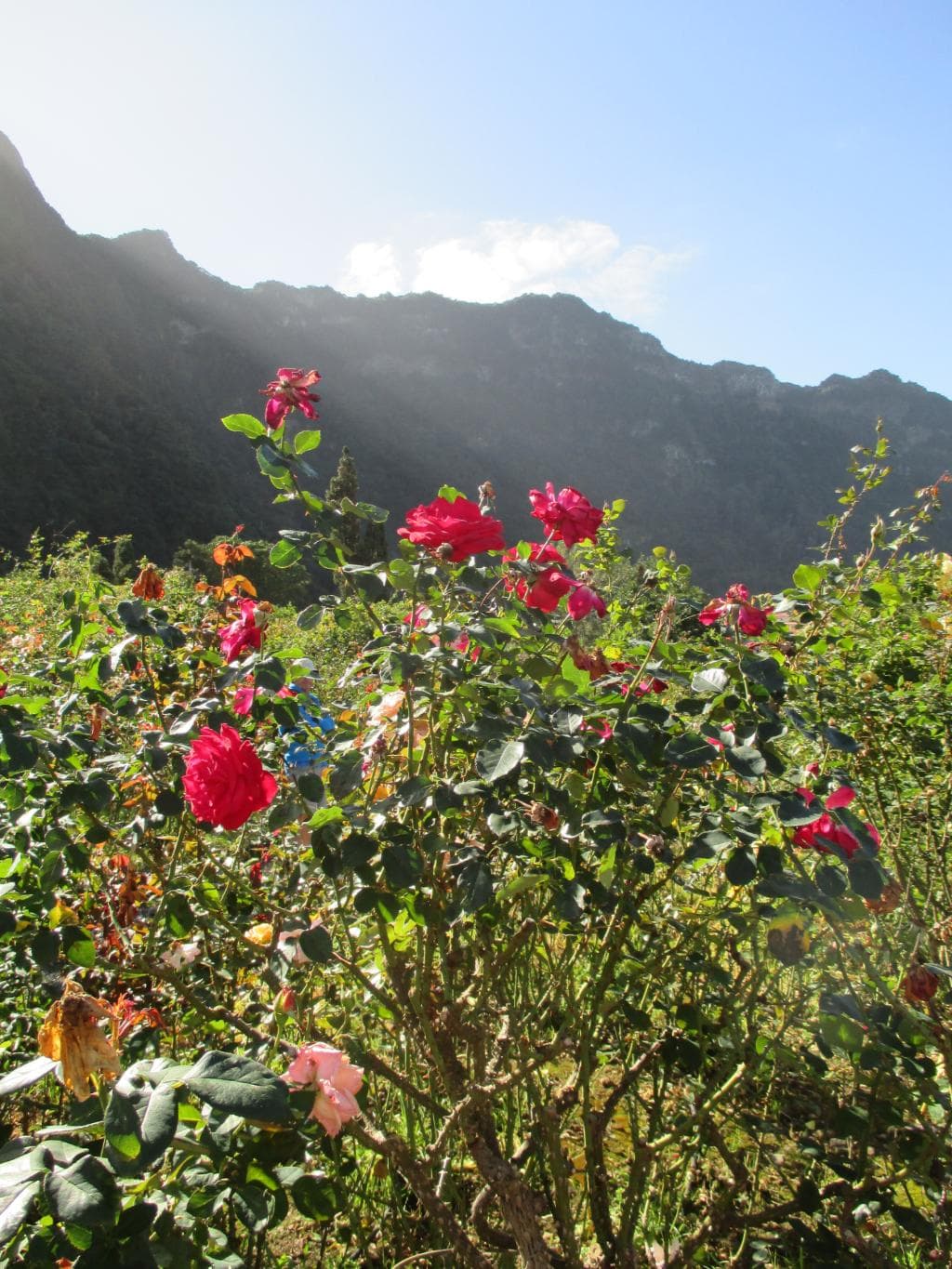 Beautiful roses at Quinta do Arco rose garden November 2015