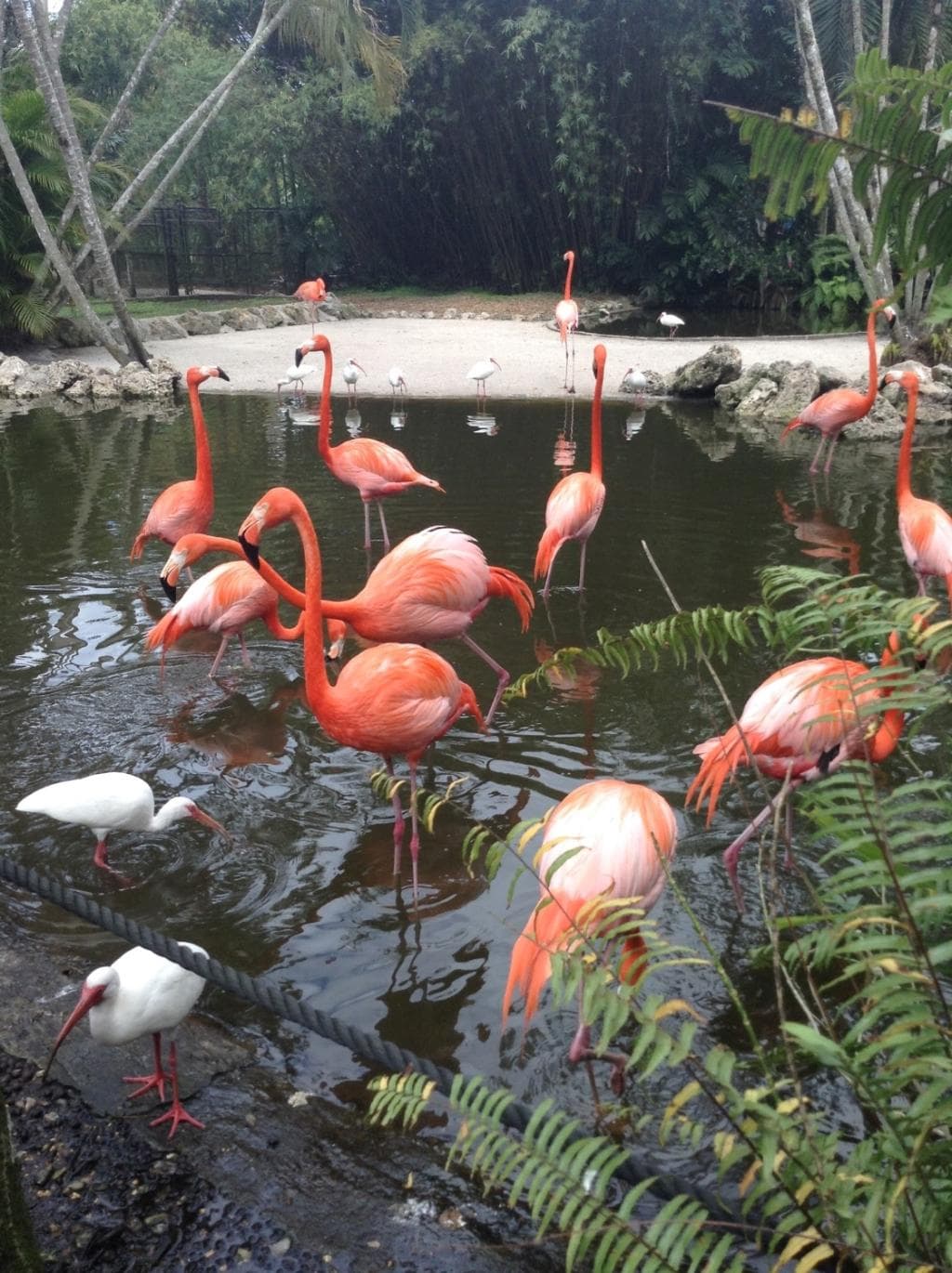 Flamingo Gardens