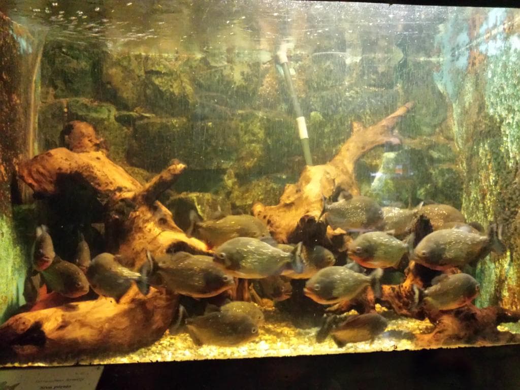 Piranha