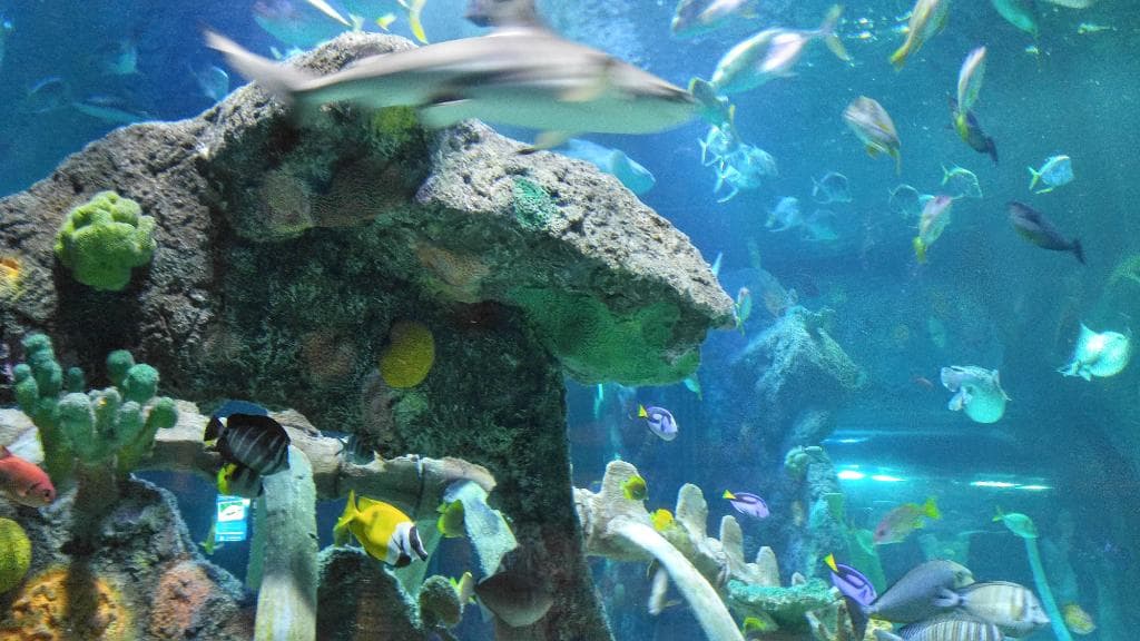 There are small sharks