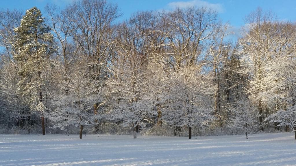 Barstow Woods Park