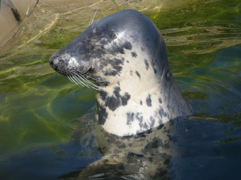 foca