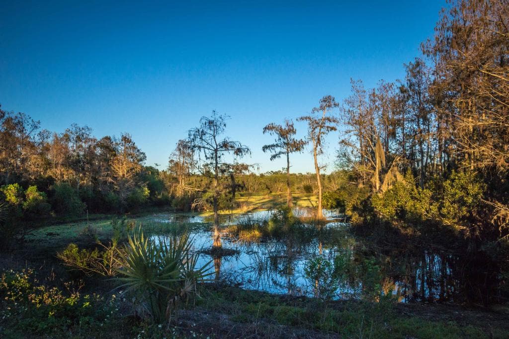 The wetland