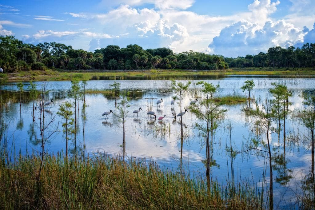 marsh birds