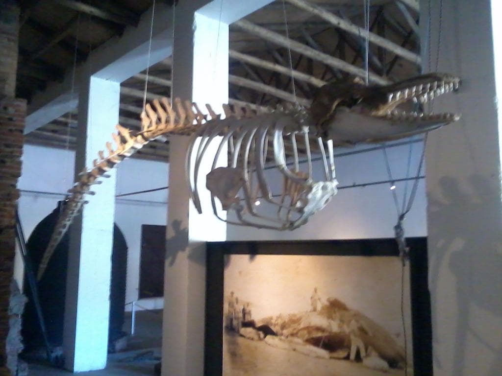 Museu da Baleia Imbituba