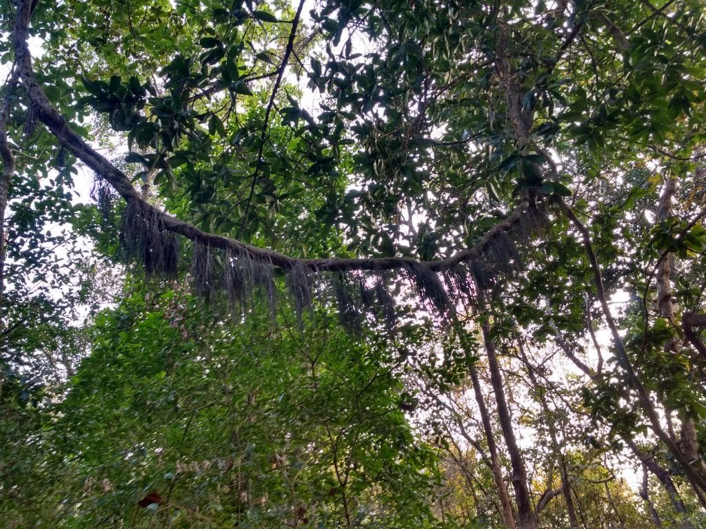 Phansad Wildlife Sanctuary