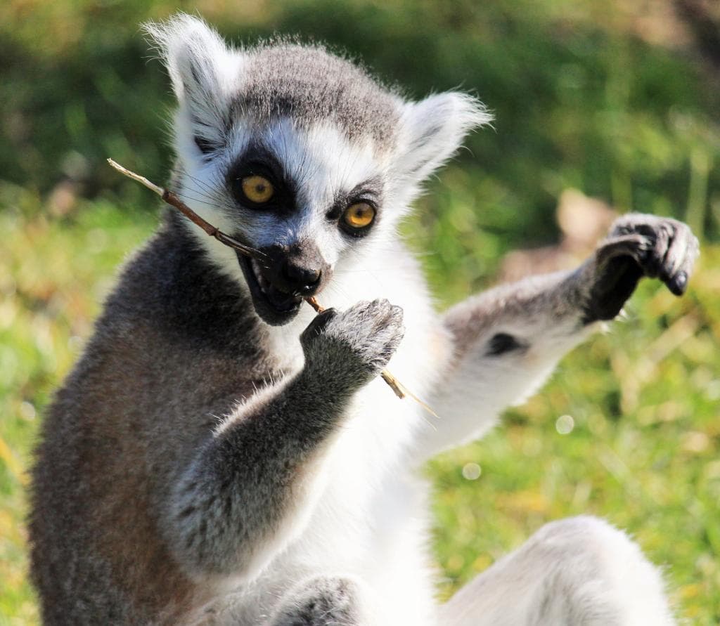 Lemur
