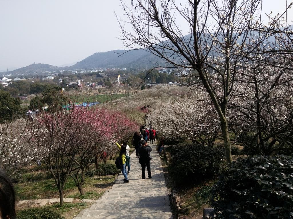 Plum blossom