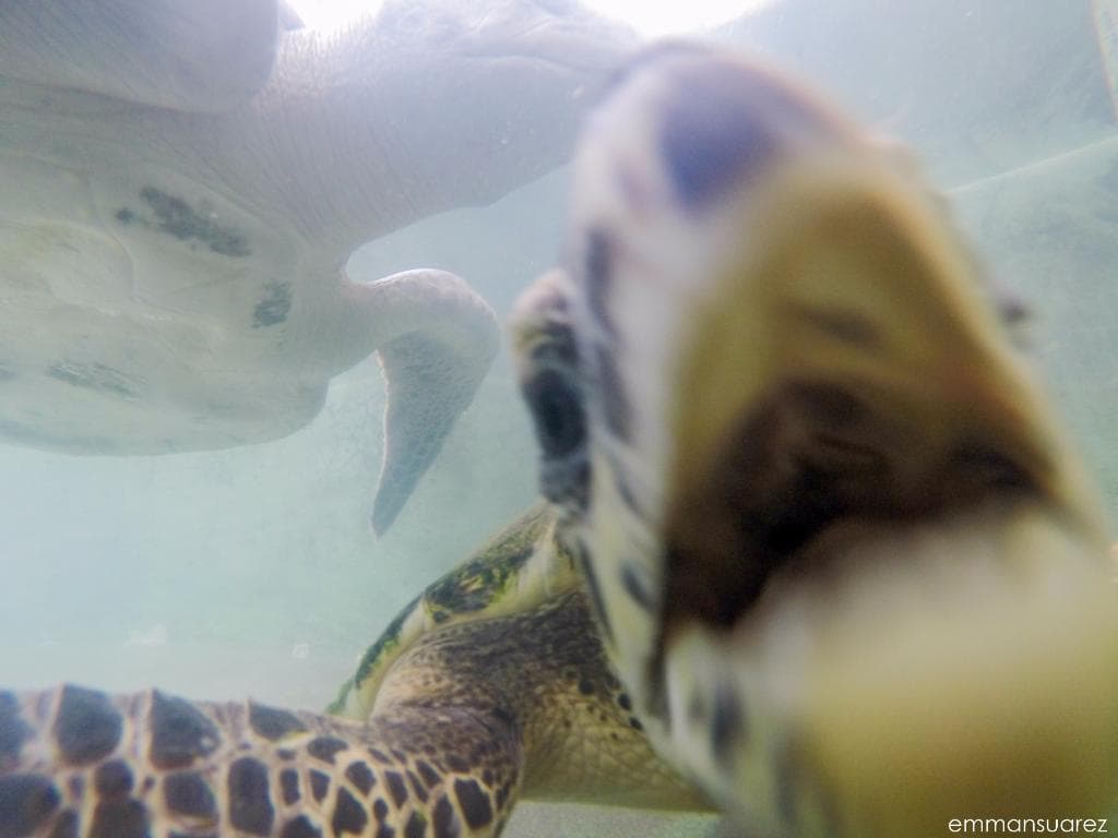 olive ridley turtle