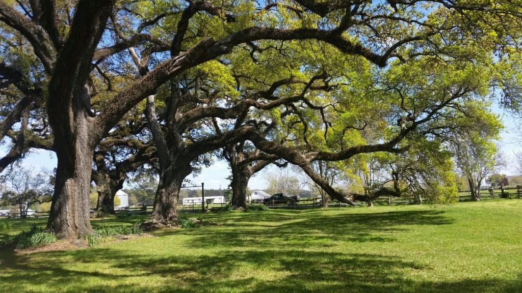 Cane River National Heritage Area