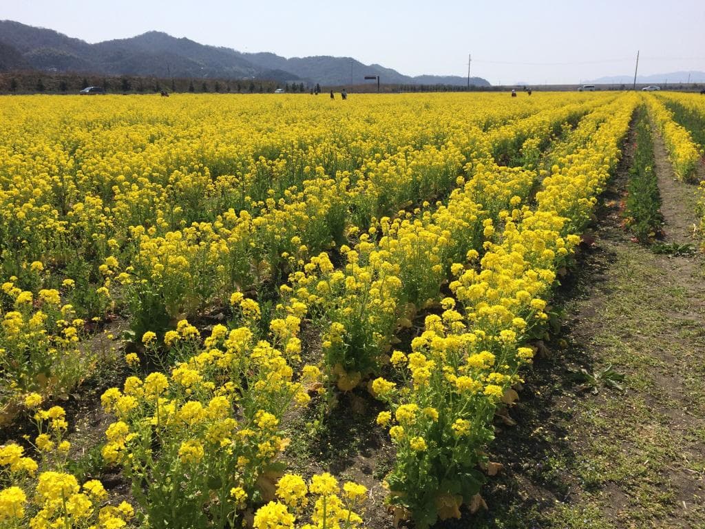 Kasaoka Bay Farm