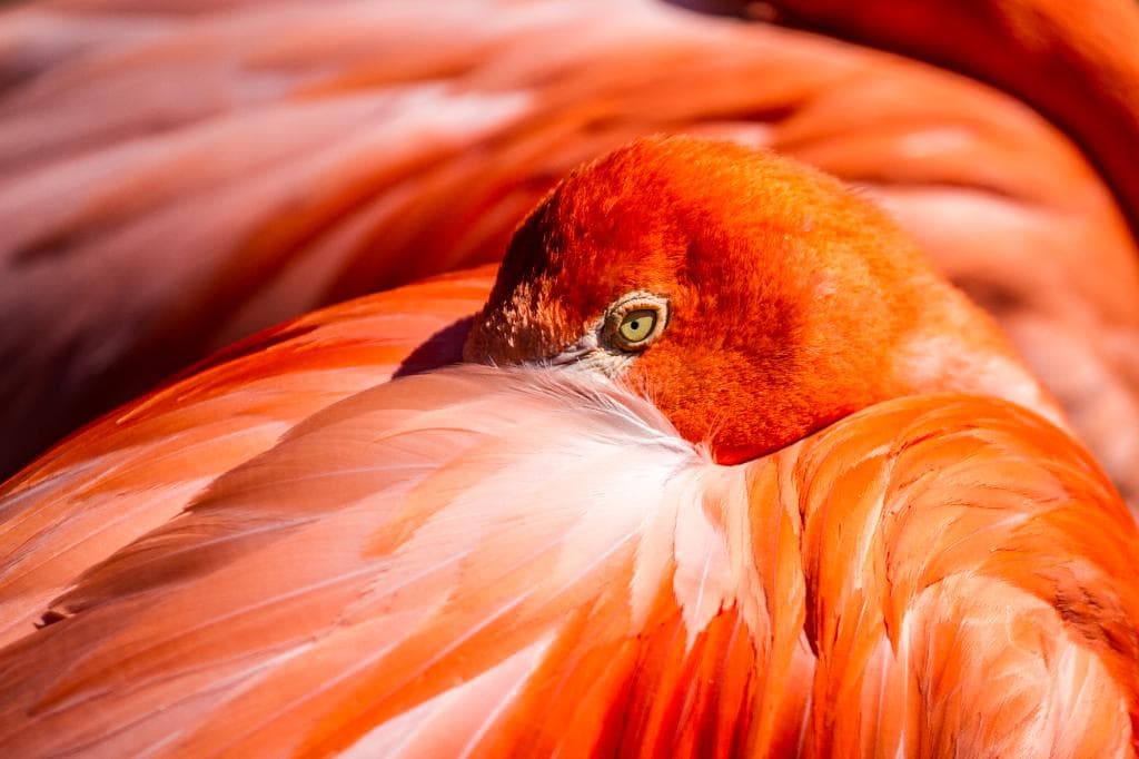Flamingo