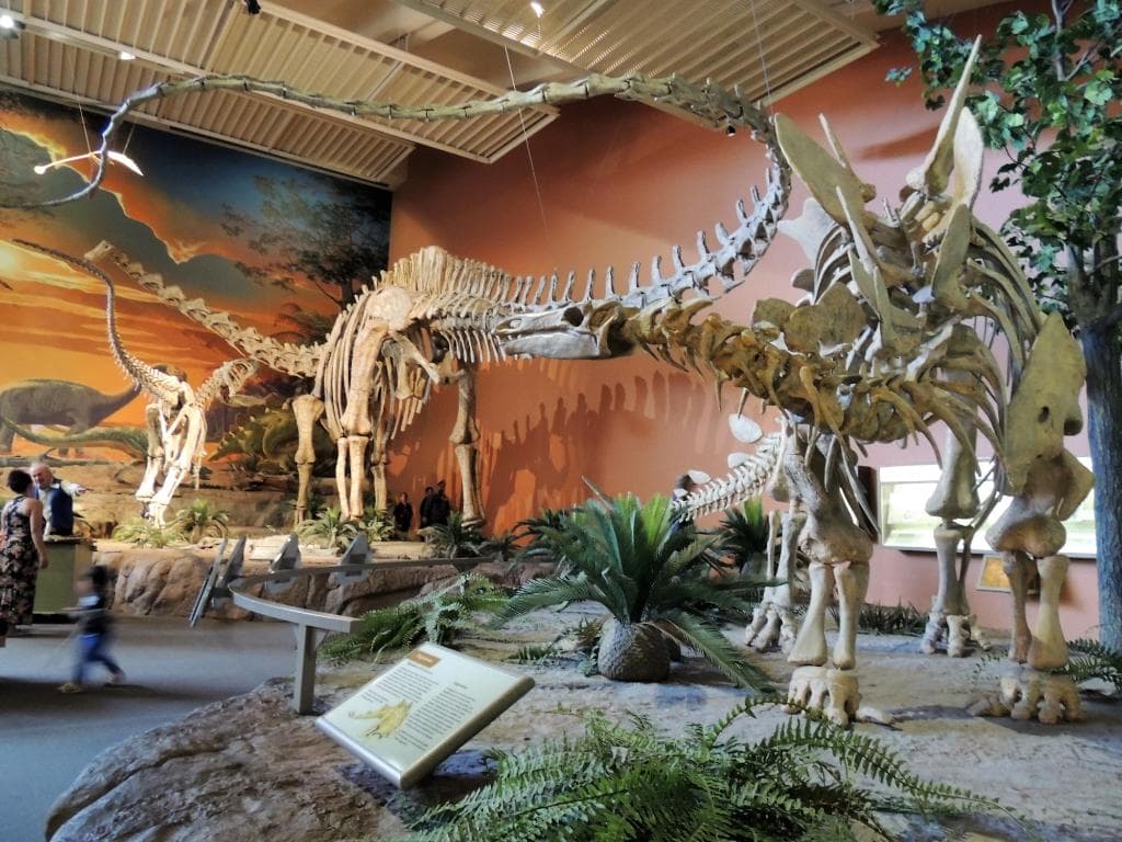 dino exhibit
