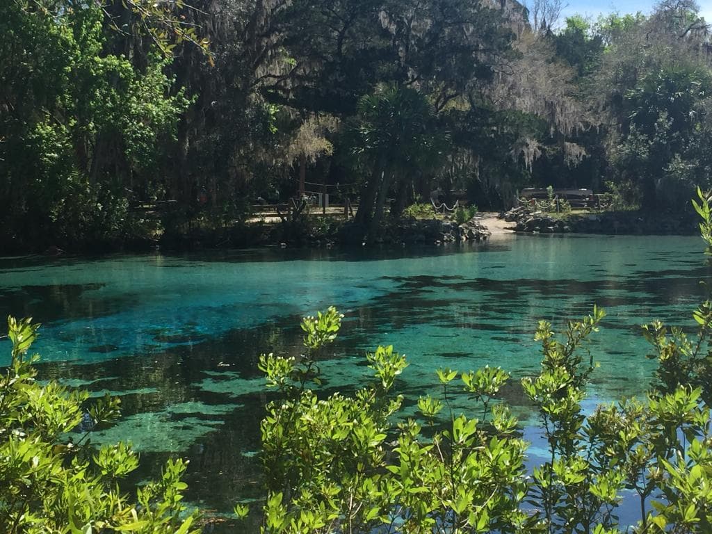 Salt Springs