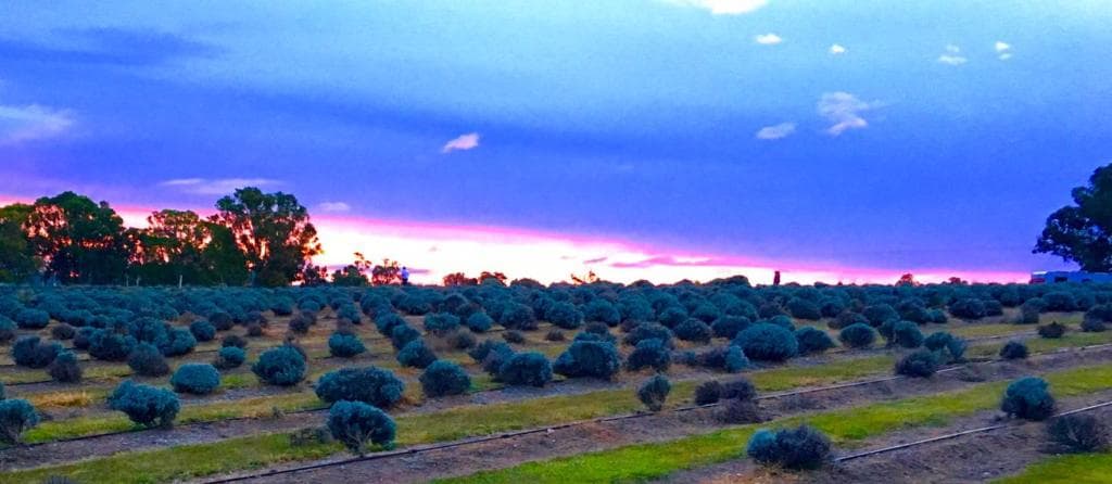 Lavender Fields
