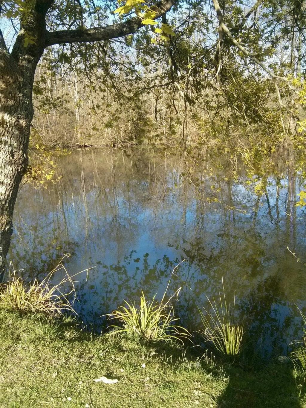 Le lac des Carolins