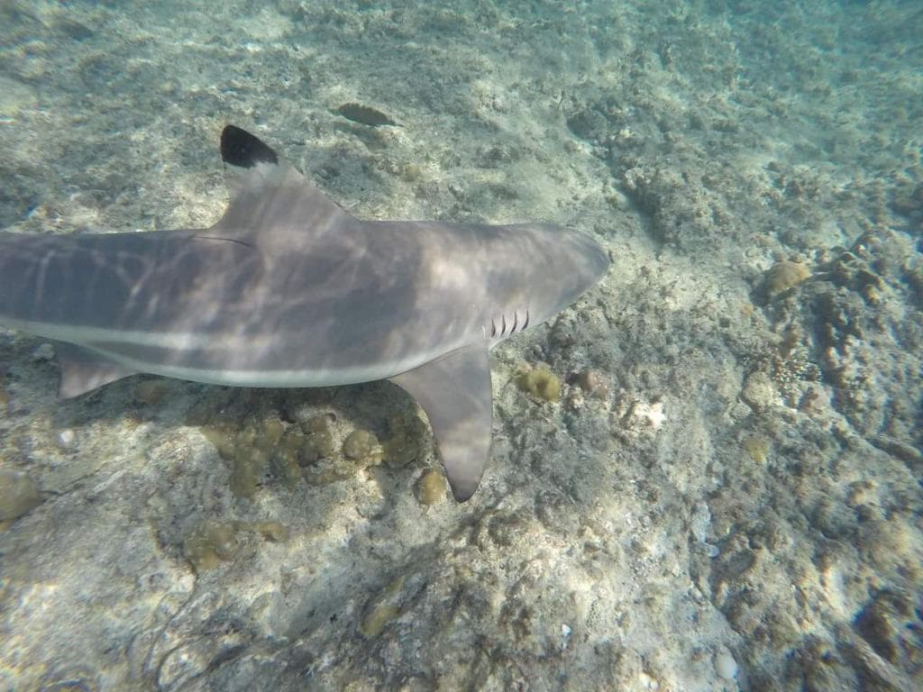 Shark Point
