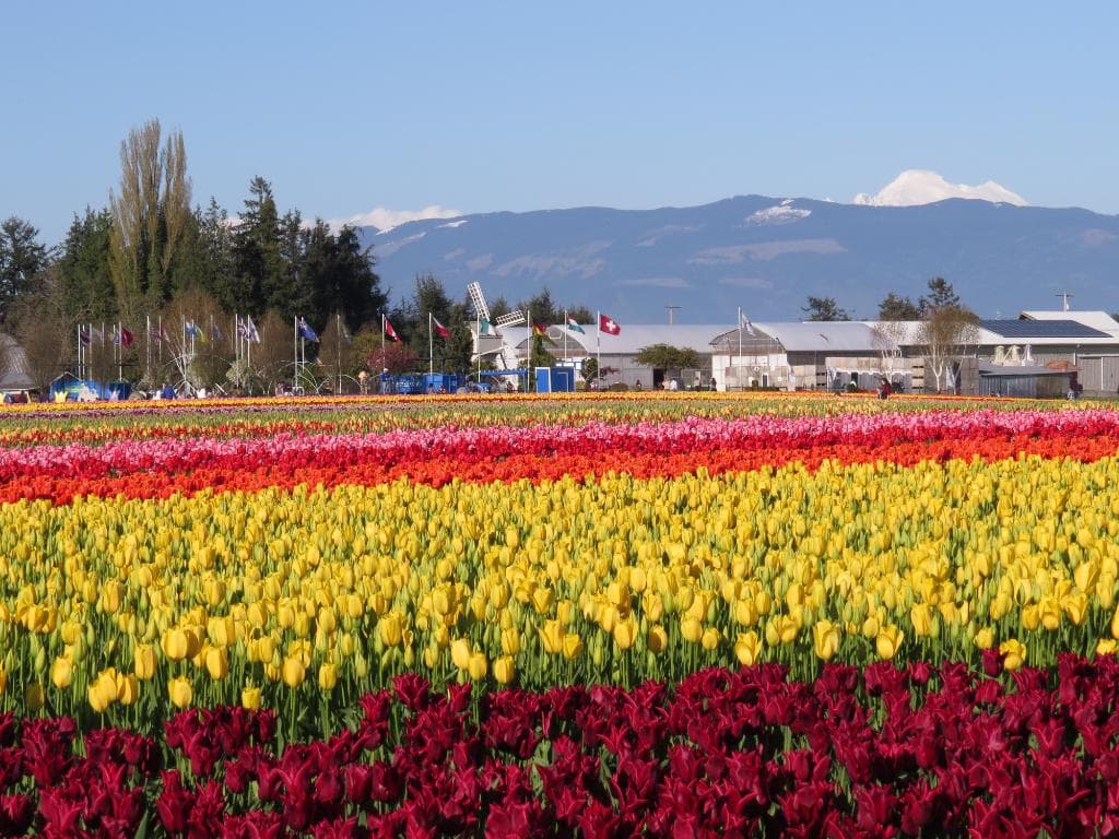 Tulip Town with the visitors center and Mt. Baker beyond