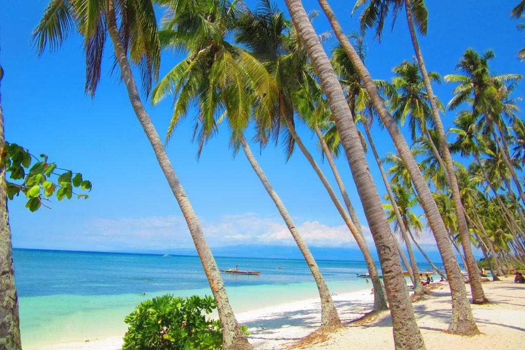 Coconut trees bow to the sea.