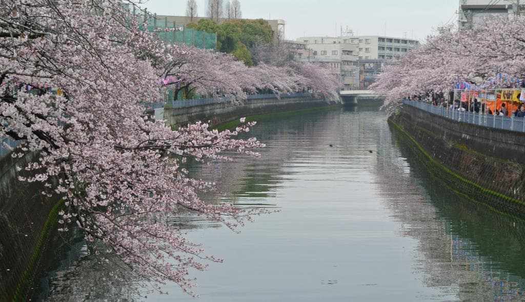 大岡川プロムナード　しだれ桜