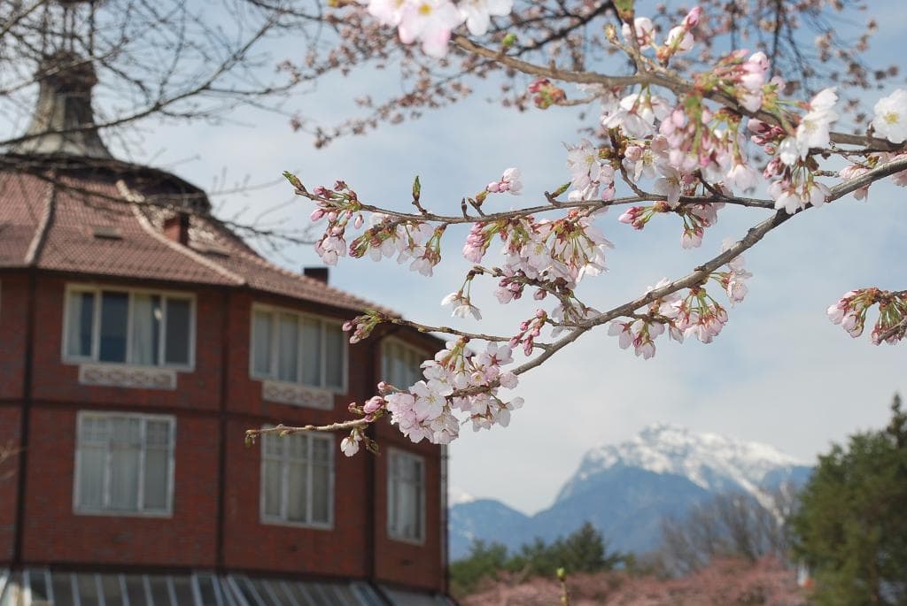 清春芸術村。もっと沢山の桜がありましたが、この写真が一番好きだったので^^