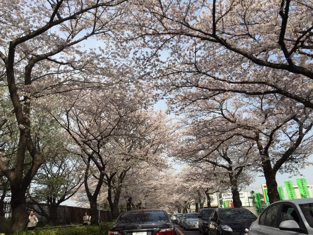Yahashira Cemetery Chiba