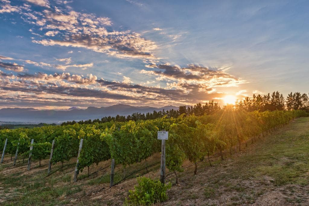 Vineyard Sunrise